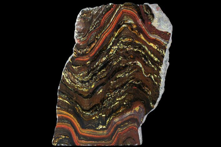 Polished Tiger Iron Stromatolite - ( Billion Years) #95892